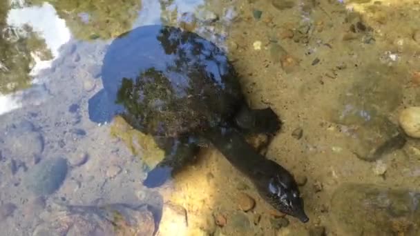 Une tortue d'eau douce asiatique chinoise trionique nage dans une rivière de montagne .