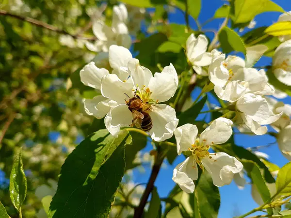 Abeille à miel recueillant du pollen sur un pommier en fleurs . — Photo