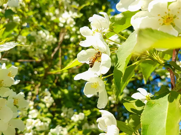 Abeille à miel recueillant du pollen sur un pommier en fleurs . — Photo