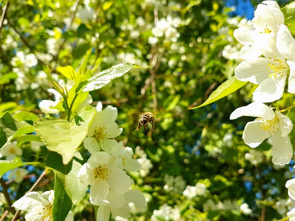 Abeille à miel recueillant du pollen sur un pommier en fleurs . — Photo