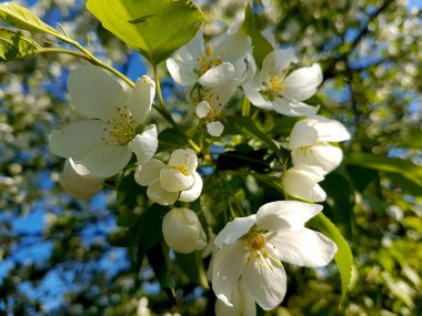 Bahar bahçesinde çiçek açan elma ağacı..