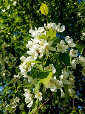 Bahar bahçesinde çiçek açan elma ağacı..