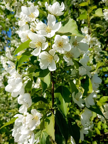 Pommier à fleurs abondant dans le jardin de printemps . — Photo