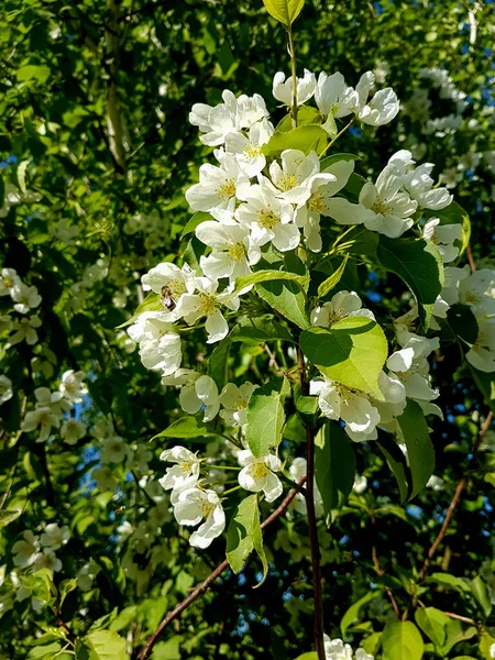 Rikt blommande äppelträd i vårträdgården. — Stockfoto