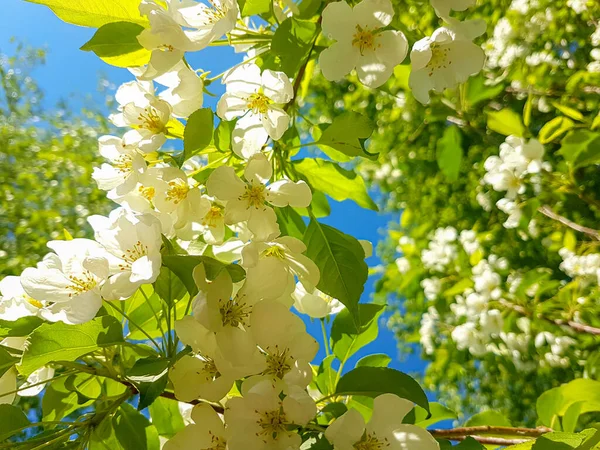 Pommier à fleurs abondant dans le jardin de printemps . — Photo