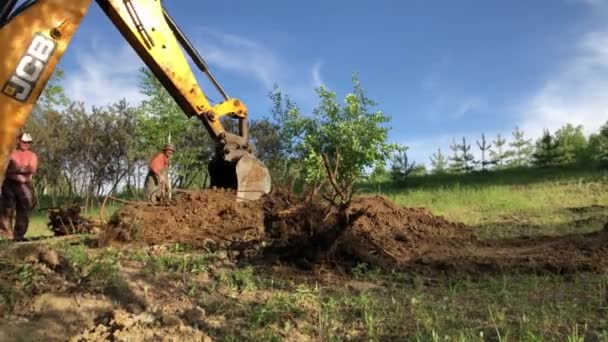 Bir Kazıcı Eski Ağaç Köklerini Kazar — Stok video