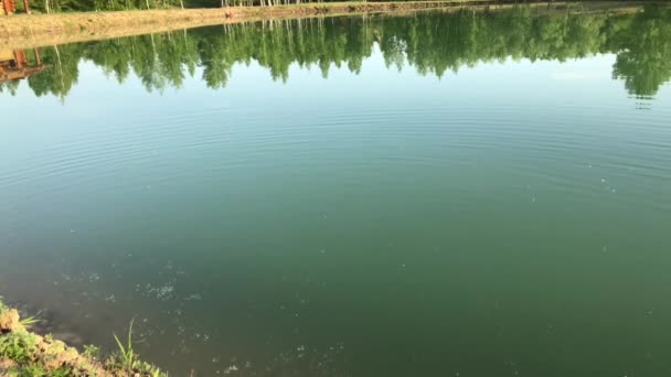 Pesca Con Cebo Lago Una Buena Pesca Truchas — Vídeo de stock