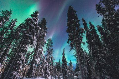 Büyük renkli yeşil güzel resim canlı Aurora Borealis, Aurora Polaris, Ayrıca biliyorum Kuzey ışıkları gece gökyüzünde olarak kış Lapland manzara, Norveç, Scandinavia