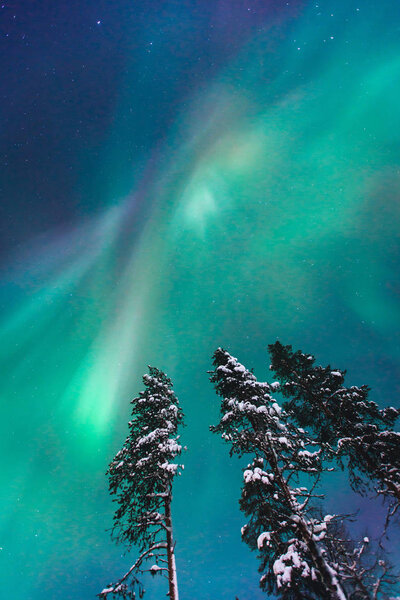 Beautiful picture of massive multicoloured green vibrant Aurora Borealis, Aurora Polaris, also know as Northern Lights in the night sky over winter Lapland landscape, Norway, Scandinavia