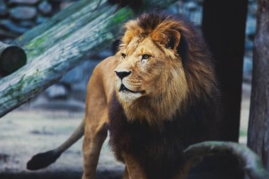 Büyük vahşi erkek aslan güzel bir portresi