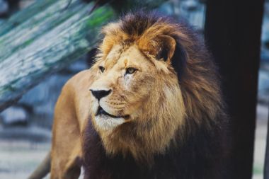 Büyük vahşi erkek aslan güzel bir portresi