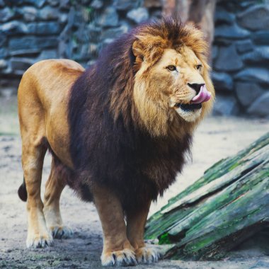 Büyük vahşi erkek aslan güzel bir portresi