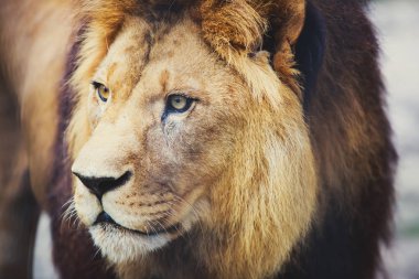 Büyük vahşi erkek aslan güzel bir portresi
