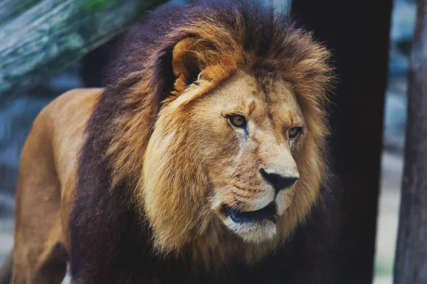 A beautiful portrait of a big wild male lion — Stock Photo, Image