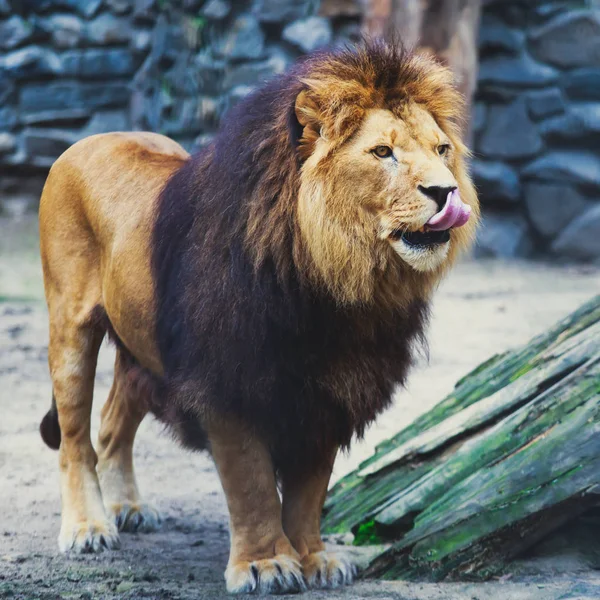 Красивый портрет большого дикого самца льва — стоковое фото