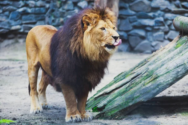 Un beau portrait d'un gros lion mâle sauvage — Photo