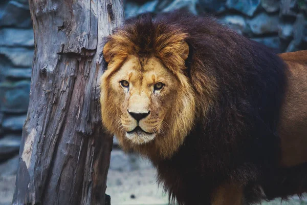 Un hermoso retrato de un gran león salvaje — Foto de Stock