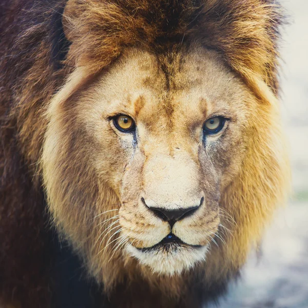 Ένα όμορφο πορτρέτο του ένα μεγάλο άγριο αρσενικό λιοντάρι — Φωτογραφία Αρχείου