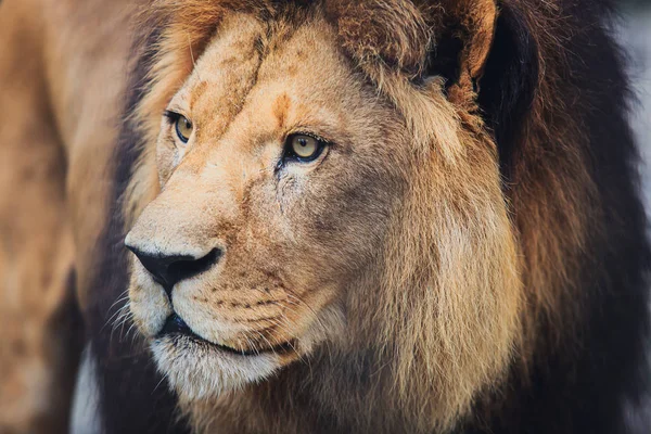 Ένα όμορφο πορτρέτο του ένα μεγάλο άγριο αρσενικό λιοντάρι — Φωτογραφία Αρχείου