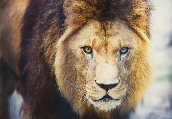 A beautiful portrait of a big wild male lion — Stock Photo, Image