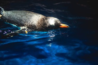 Sevimli penguen büyük bir sıçrama ile mavi suda yüzüyor