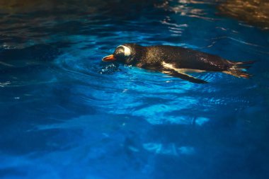 Sevimli penguen büyük bir sıçrama ile mavi suda yüzüyor