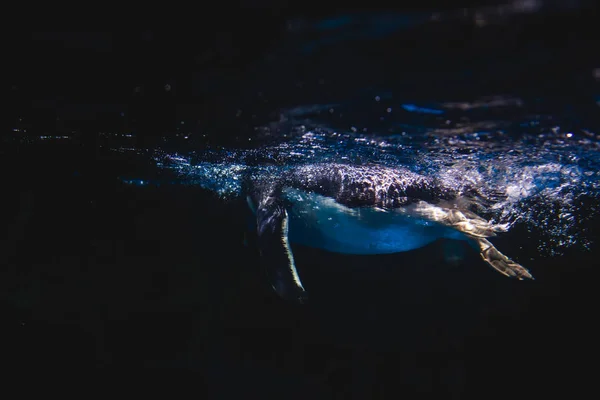 Милый пингвин плавает в голубой воде с большим всплеском — стоковое фото