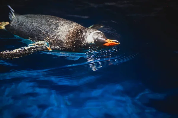 Cute penguin swims in blue water with a big splash