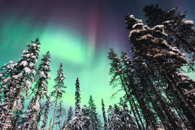 Büyük alacalı güzel resmini yeşil canlı Aurora Borealis, Aurora Polaris, Ayrıca biliyorum Kuzey ışıkları gece gökyüzünde olarak kış Lapland, Norveç, Scandinavia