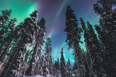 Büyük alacalı güzel resmini yeşil canlı Aurora Borealis, Aurora Polaris, Ayrıca biliyorum Kuzey ışıkları gece gökyüzünde olarak kış Lapland, Norveç, Scandinavia