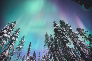 Beautiful picture of massive multicoloured green vibrant Aurora Borealis, Aurora Polaris, also know as Northern Lights in the night sky over winter Lapland, Norway, Scandinavia clipart