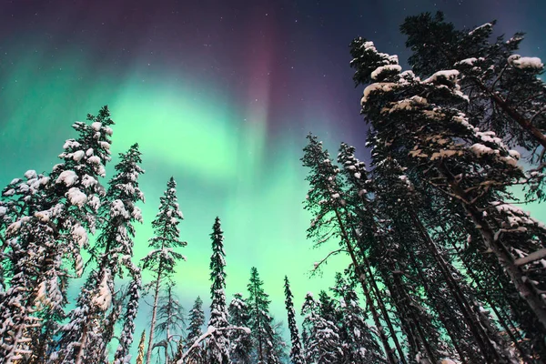 美丽的图画，大量五颜六色的绿色充满活力北极光，极光，也知道作为北极光在夜空中冬季拉普兰，挪威斯堪的纳维亚 — 图库照片