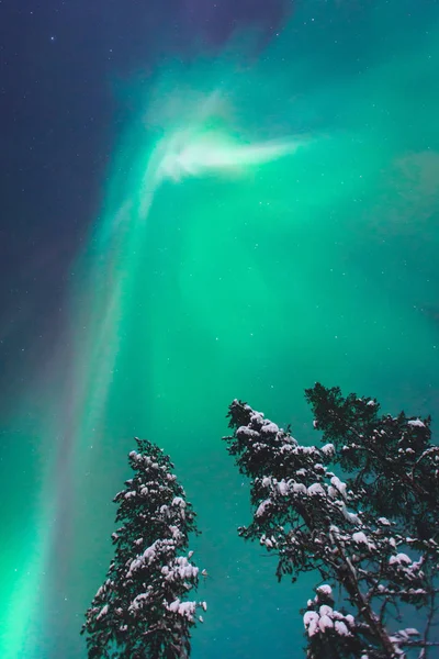 Smukt billede af massiv flerfarvet grøn pulserende Aurora Borealis, Aurora Polaris, også kendt som nordlys på nattehimlen over vinteren Lapland, Norge, Skandinavien - Stock-foto