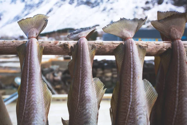 Karmazyn Dorsz Proces Suszenia Dorsza Zimie Wyspach Lofoten Norwegia Tradycyjny — Zdjęcie stockowe
