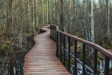 Sestroretsk bataklığı, ekolojik patika yolu üzerindeki ahşap geçidin havadan görünüşü bataklıkta uzanan yol, 