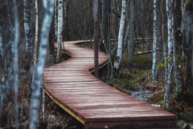 Sestroretsk bataklığı, ekolojik patika yolu üzerindeki ahşap geçidin havadan görünüşü bataklıkta uzanan yol, 