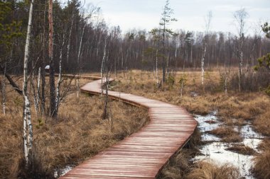 Sestroretsk bataklığı, ekolojik patika yolu üzerindeki ahşap geçidin havadan görünüşü bataklıkta uzanan yol, 