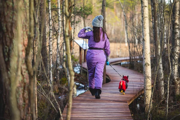 Aerial view of wooden walkway on the territory of Sestroretsk swamp, ecological trail path - route walkways laid in the swamp, reserve 