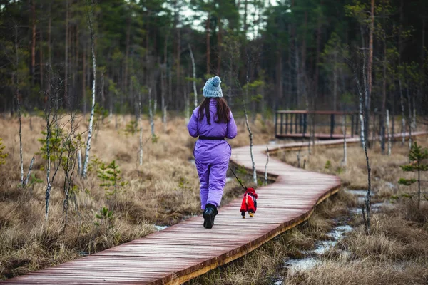 Aerial view of wooden walkway on the territory of Sestroretsk swamp, ecological trail path - route walkways laid in the swamp, reserve \