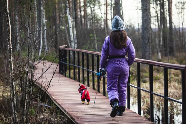 Aerial view of wooden walkway on the territory of Sestroretsk swamp, ecological trail path - route walkways laid in the swamp, reserve \