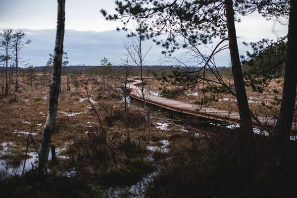 Aerial View Wooden Walkway Territory Sestroretsk Swamp Ecological Trail Path — Stock Photo, Image