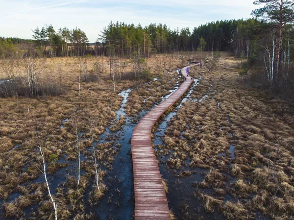 Aerial view of wooden walkway on the territory of Sestroretsk swamp, ecological trail path - route walkways laid in the swamp, reserve \