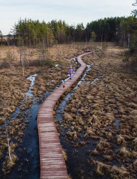 Aerial view of wooden walkway on the territory of Sestroretsk swamp, ecological trail path - route walkways laid in the swamp, reserve \