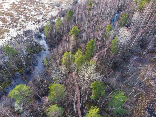 Aerial view of wooden walkway on the territory of Sestroretsk swamp, ecological trail path - route walkways laid in the swamp, reserve \