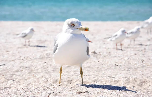 Seagulls on the black sea