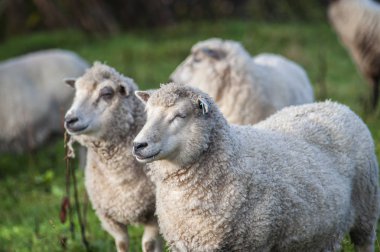 İngiltere, İngiltere 'de bir tarlada koyunlar ve kuzular.