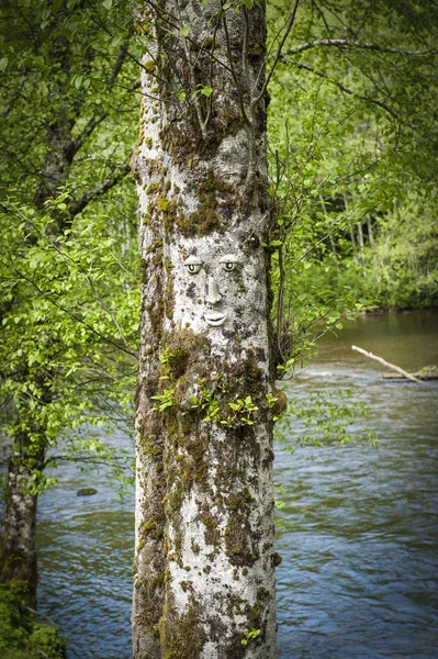 Ein neugieriger Baum, der uns ansieht - Ketchikan - alaska — Stockfoto