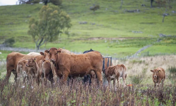 Família de vacas e vitelos que pastam no seu habitat natural — Fotografia de Stock