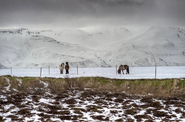 Cavalli islandesi di razza pura dopo una nevicata — Foto Stock