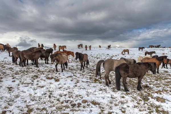 Čistokrevní islandští koně po sněžení — Stock fotografie